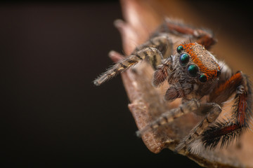 Male Saitis barbipes on a brown leaf