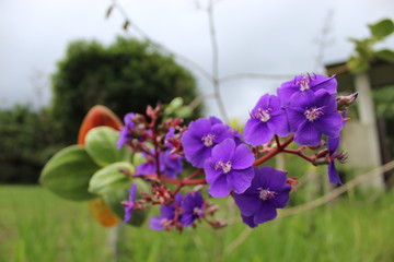 a men walking into the forest to see orchids