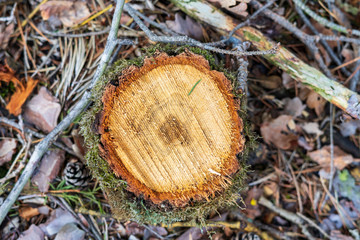 Freshly cut tree stump in forest