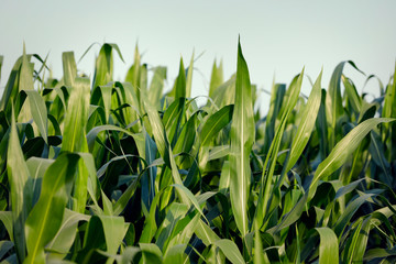 Obraz premium A green field of corn in india
