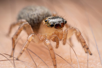 Female jumping spider on human skin