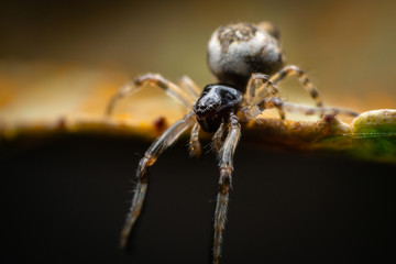Cyclosa female spider on a brown leaf