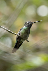Fototapeta na wymiar Magnificent hummingbird perched on a tree branch