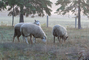 sheep in the field