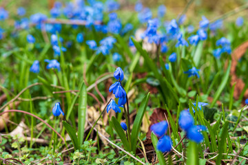 Green clearing of blue flowers. Alpine forget-me-not. 