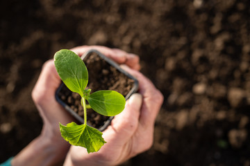 hand holding green seedling spring gardening