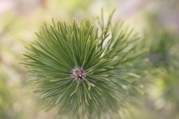 Naklejka na ściany i meble close up of a pine cone