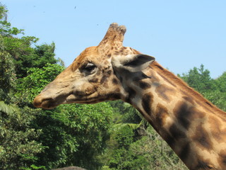 Detalhes dos animais do Zoológico de São Paulo.