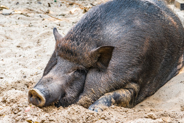 A large pig basks in a pile of sand