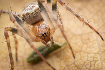 Zilla diodia, front view