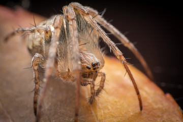 Zilla diodia on a brown leaf