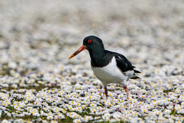 Eurasian oystercatcher (Haematopus ostralegus)