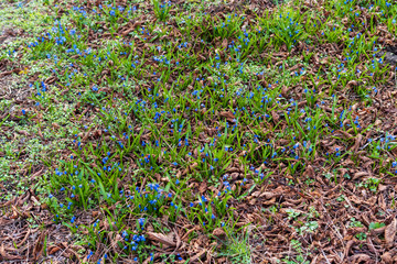 Green clearing of blue flowers. Alpine forget-me-not. 