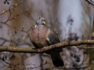 Common wood pigeon (Columba palumbus)