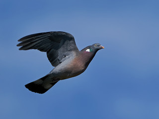 Common wood pigeon (Columba palumbus)
