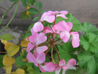 Fototapeta premium Detalhes dos animais do Zoológico de São Paulo.