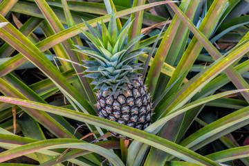 Obraz premium Green tropical fruit pineapple growing on a bush.