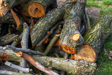 Freshly cut firewood logs in a stack. Tree trunk with moss. 