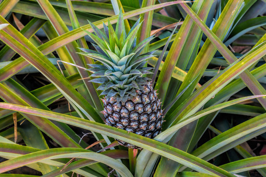 Green tropical fruit pineapple growing on a bush.