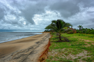 Wind blown coconut palm trees on Atlantic ocean coast in Guinea, West Africa.