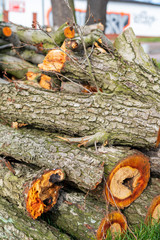 Freshly cut firewood logs in a stack. Tree trunk with moss. 