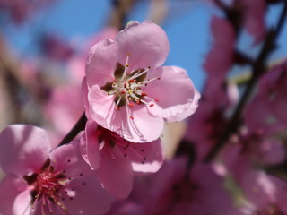 Fototapeta na wymiar Peach - fruit tree in the garden blooming in pink
