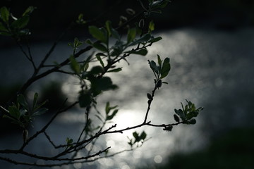 Sumpf und Wasser im Frühling mit Pflanzen im Gegenlicht