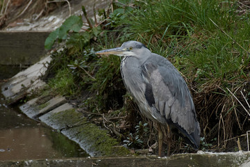 Grey heron (Ardea cinerea)