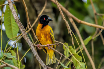 Black-Headed male weaver (Ploceus melanocephalus), also known as yellow-backed weaver perched on an Acacia tree branch. Guinea, Africa.