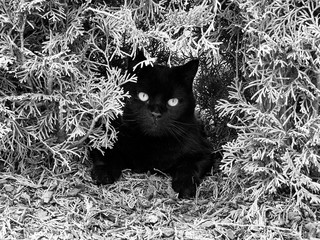 Schwarzer Kater, Silvester Happel