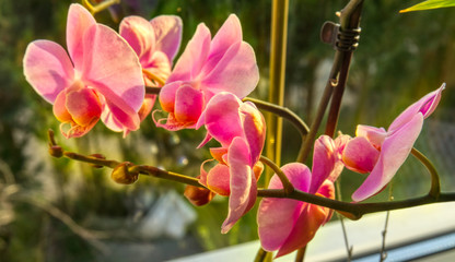 The beauty of the nature - Orchid