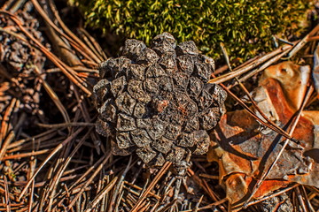 beautifully opened fir cone lies on the green grass