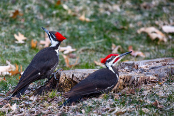 Pair of Pileated Woodpecker (Dryocopus pileatus) eating bugs from a stump in the springtime