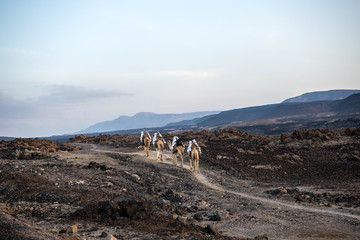 Camel caravan loaded with salt is leaving lake Assal