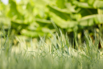 indian agriculture, wheat field india.