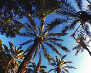 Fototapeta na wymiar Low Angle View Of Palm Tree Against Blue Sky