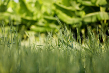 indian agriculture, wheat field india.