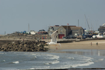 Fototapeta na wymiar gull on the wing