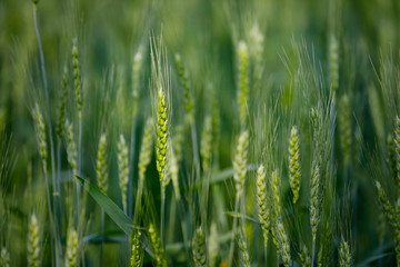 indian agriculture, wheat field india.