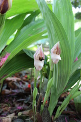 Obraz premium a men walking into the forest to see orchids