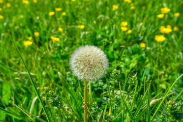 White dandelion on green on the Field