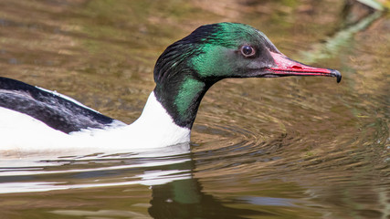 Merganser male in water, with beautiful green head  and a red beak.