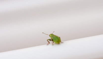 Domestic fauna: Small metallic green beetle on a white clothesline bar in the garden