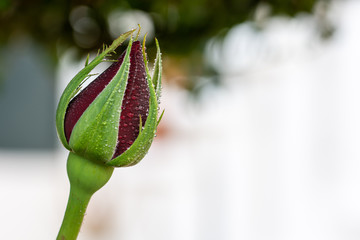 Bud of red rose about to open covered in small drops of dew