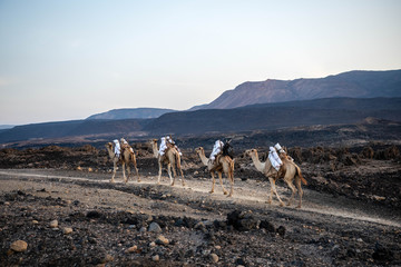 Camel caravan loaded with salt is leaving lake Assal