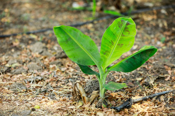 banana tissue culture field india