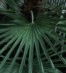 Obraz na płótnie Canvas Green leaf of a palm tree. Green beautiful plant. Green texture.