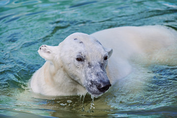 Fototapeta premium Beautiful portrait of a polar bear at the north pole. Old polar bear in the water