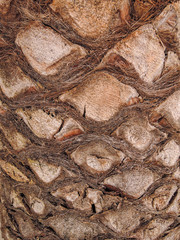 Full frame image of a palm tree trunk