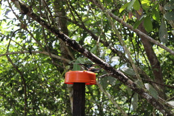 a men walking into the forest to see orchids
